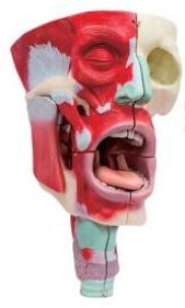 鼻、口、咽喉腔分解模型